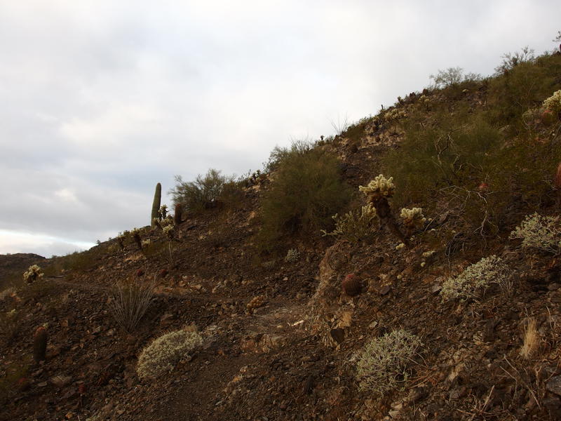 A damp hillside trail