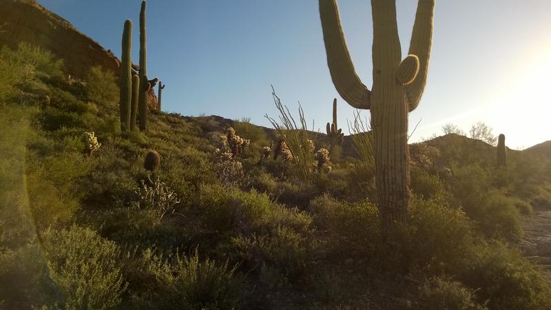 Thick springtime growth along the trail