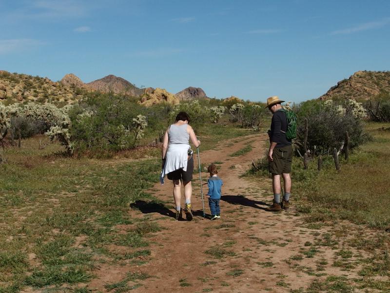 Wide trail and cholla trees