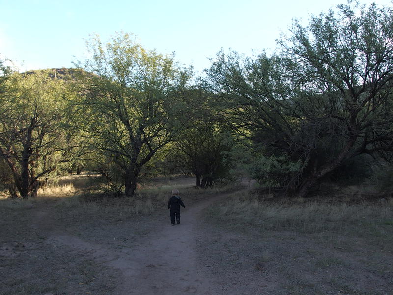 Pleasant shade along the trail