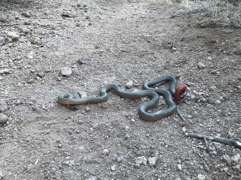 A friendly snake along the path