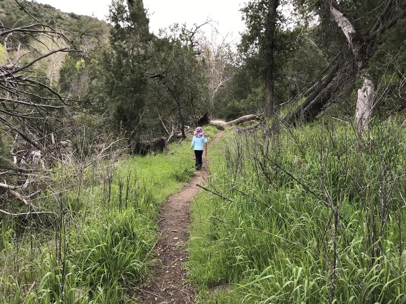 Grass and trees, very un-Arizona like