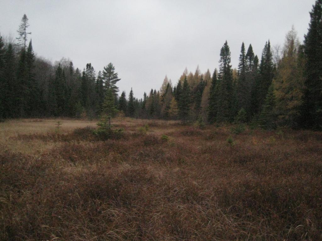 Blog | Lost in the Herman-Nestoria Swamp