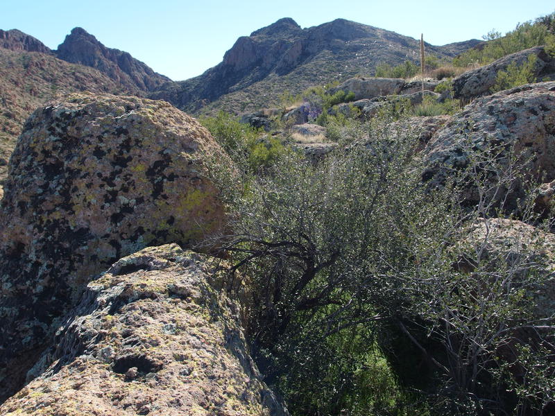 Boulders and brush complicating the descent