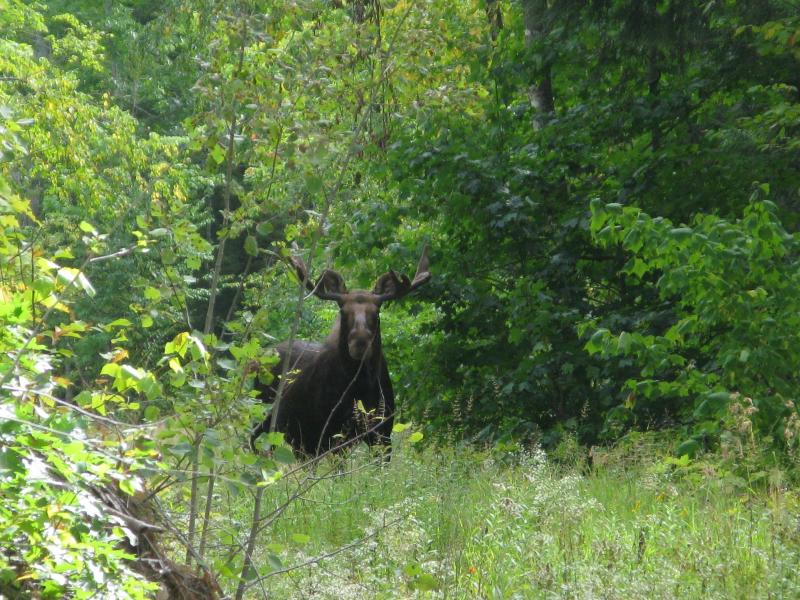 From around a bend in the road a moose awaits