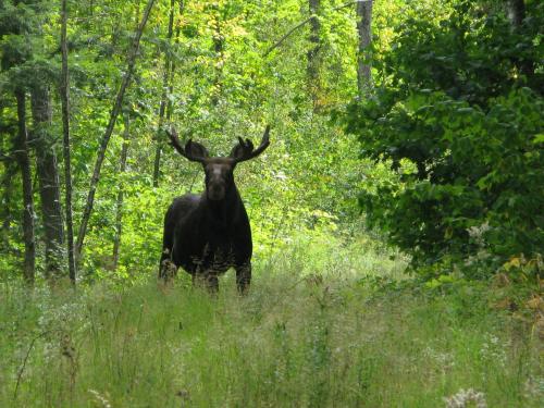 Bull moose staring down at me