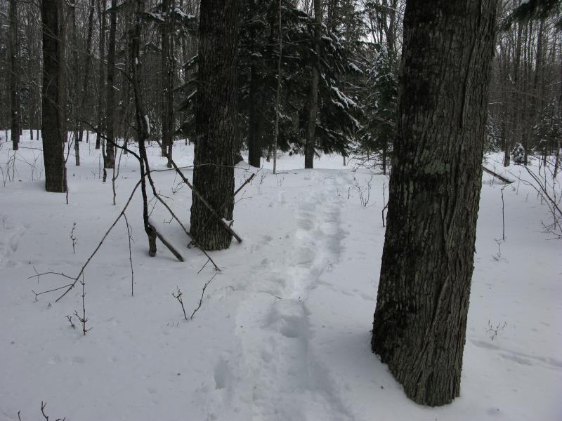 Narrow trail back to the snowmobile tracks