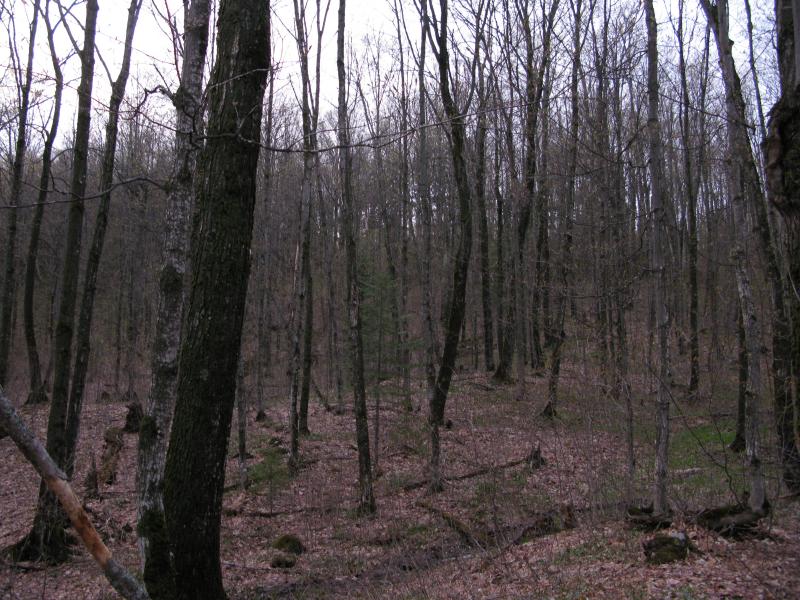 Thick woods below the hill