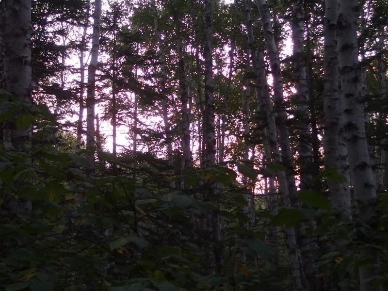 Bright morning light filtering through the birch forest