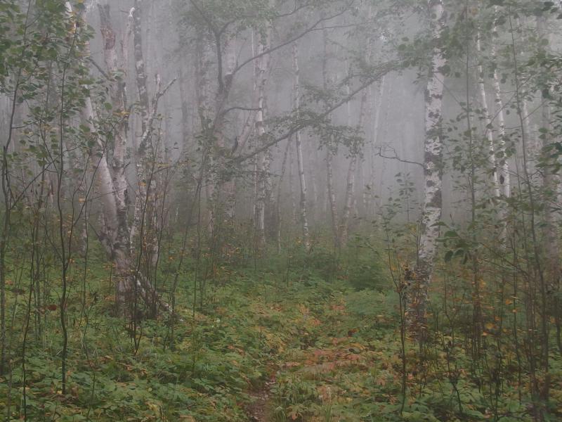 Hazy birch forest