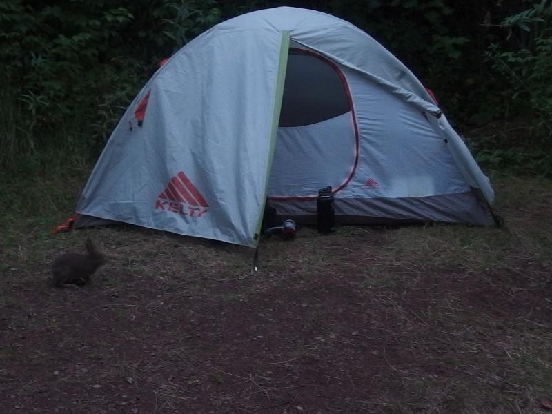 A fearless rabbit near the tent