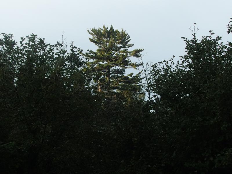 Pine towering over low brush