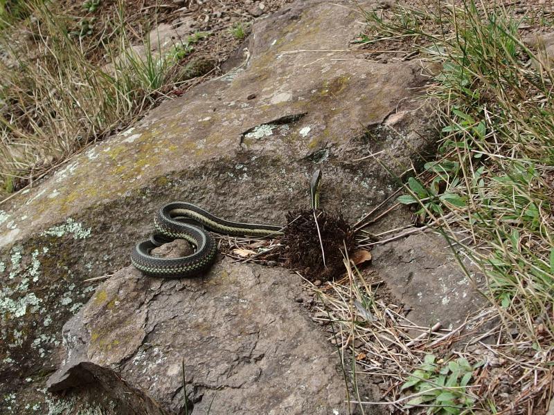 A large snake waiting