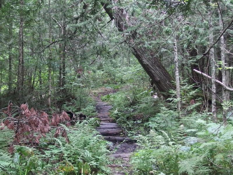 Winding wooden path through the cedar swamp