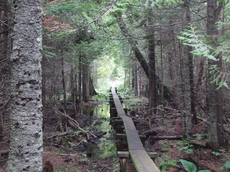 Long boardwalk over a swampy section of trail