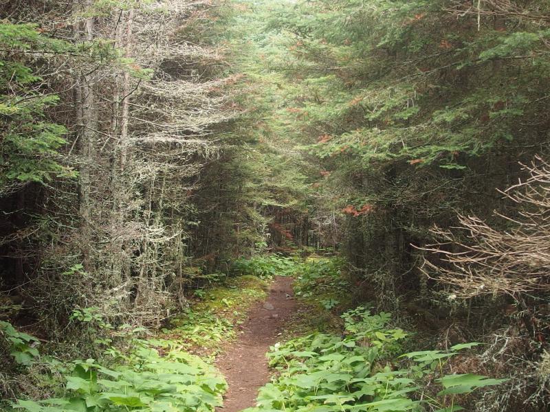 Thick woods near the head of Tobin Harbor