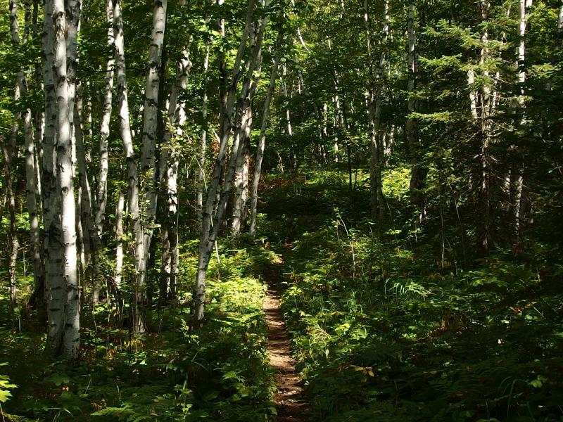Birch woods around the trail