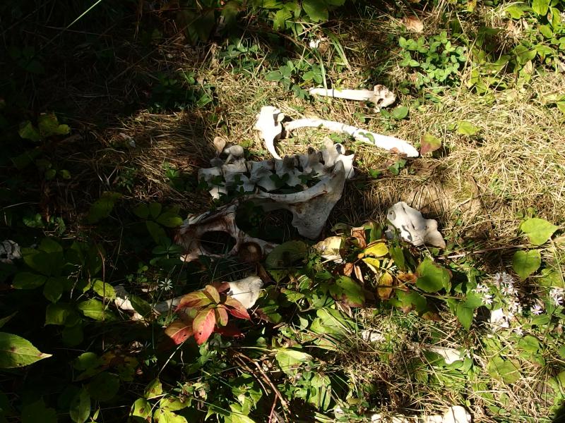 Skeletal remains of moose past