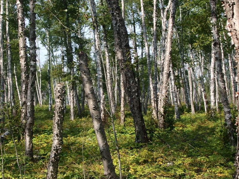 Birch forest around Little Todd