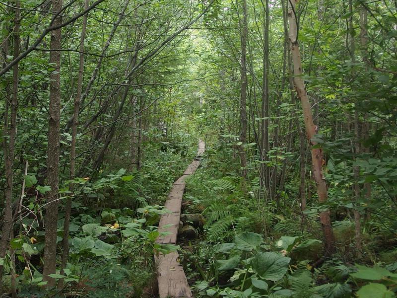 Winding boardwalk through thick brush