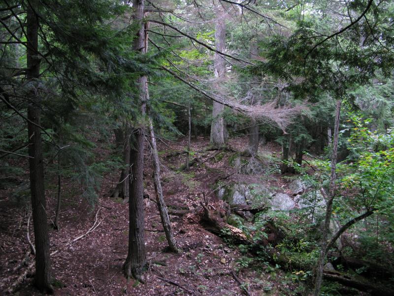 Large trees and rugged ground