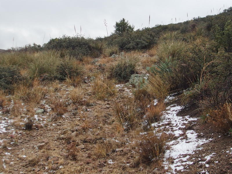 Patches of snow along the JF Trail