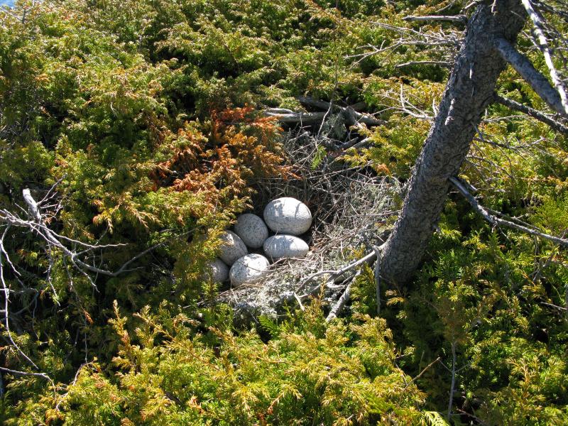 Old nest, complete with rocky eggs