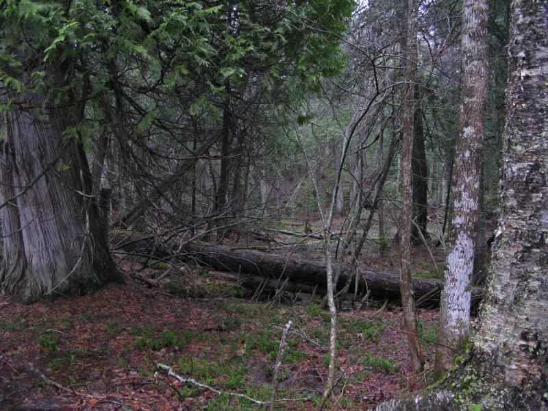 Swamp and huge cedar on the highlands
