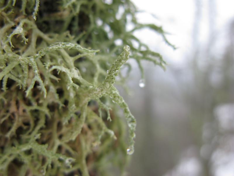 Closeup of the dripping tree moss