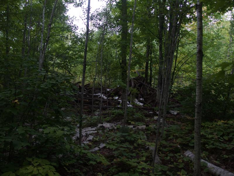 Pile from nearby logging