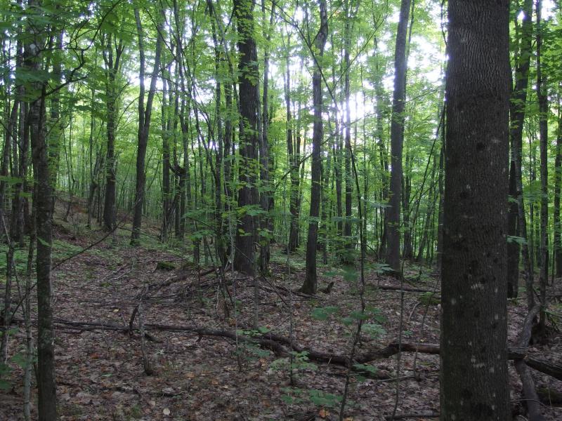 Maturing forest near the top of Limestone