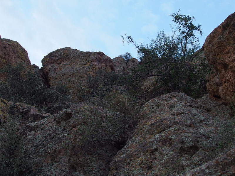 Stubborn growth along the climb