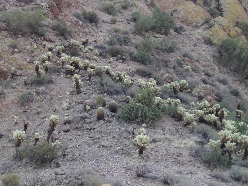 A small prickly forest in a saddle