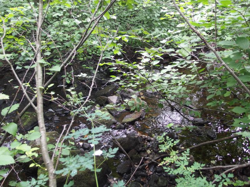 Rocky little creek trickling past