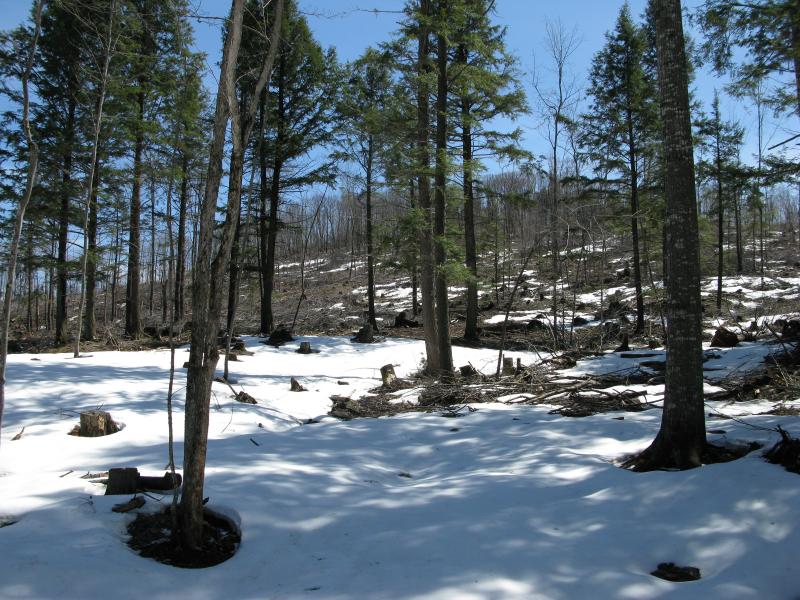 Clear cutting just east of Little Pup Creek