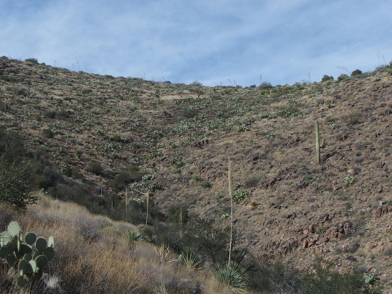 Looking up the start of Deering Canyon