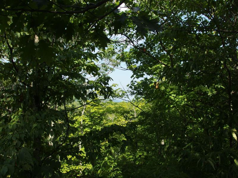 Partial view north through the thick branches