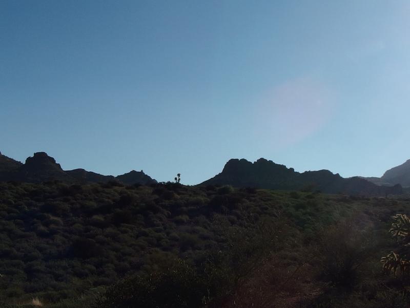 Profile of a cholla on the horizon