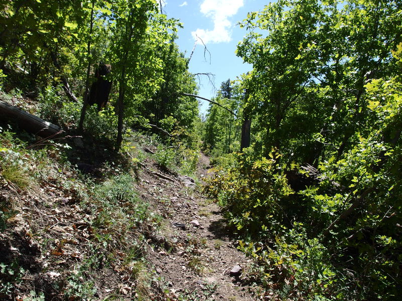 A far too easy trail on Mazatzal Divide