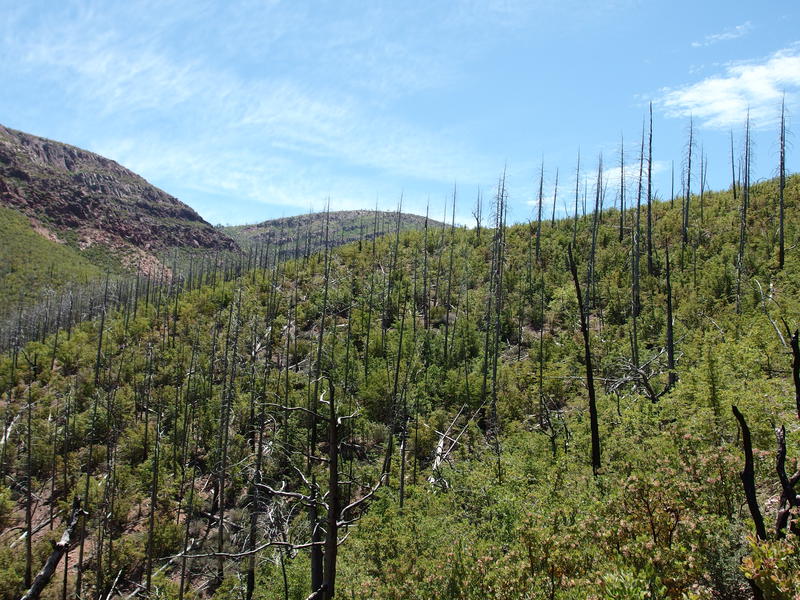 Burnt remains of a pine forest