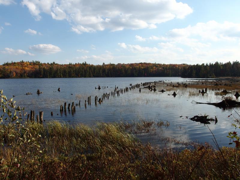 Old pilings from the Bulldog boardwalk