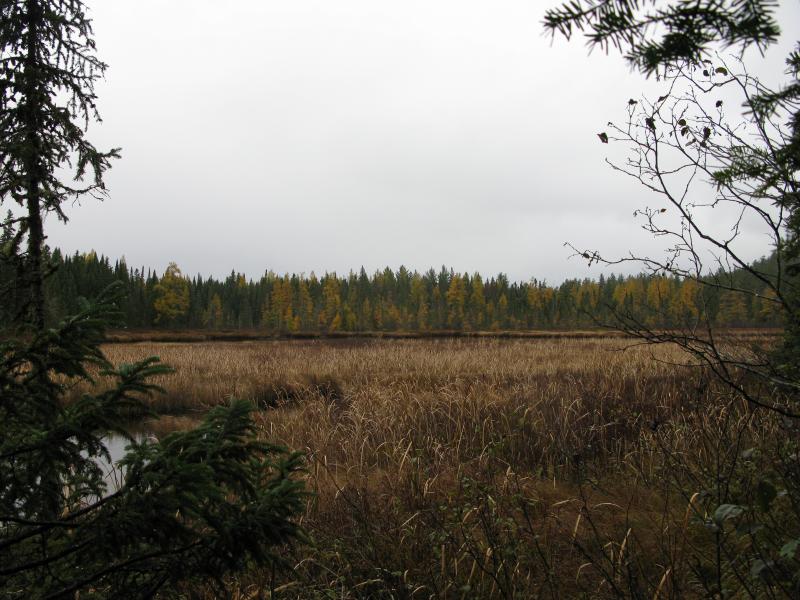 Wide swamp on Baraga Creek