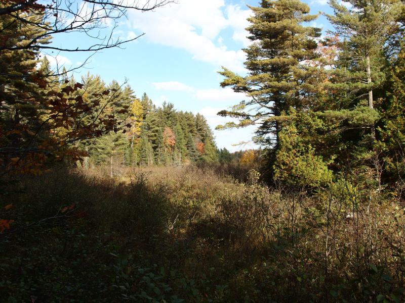 Thick brush heading north to Yellow Dog Plains