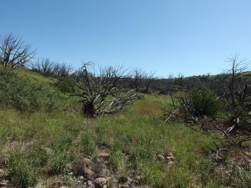 The sad, dead forest above Lost Spring junction