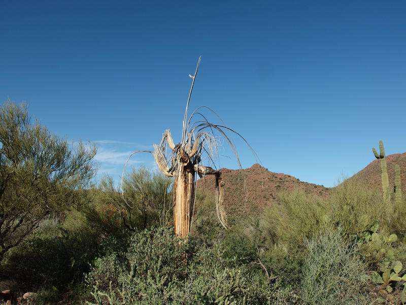 A familiar Saguaro skeleton