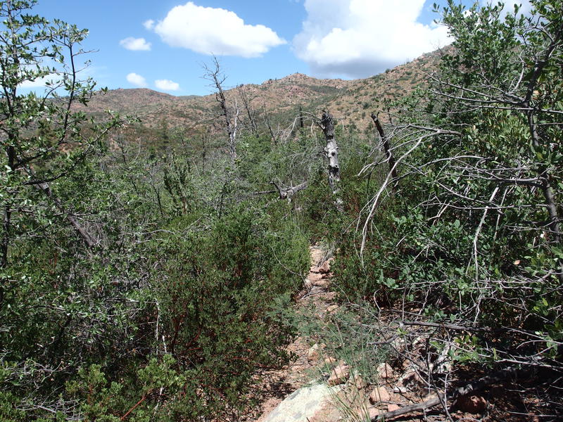 Another section of fire damaged trail