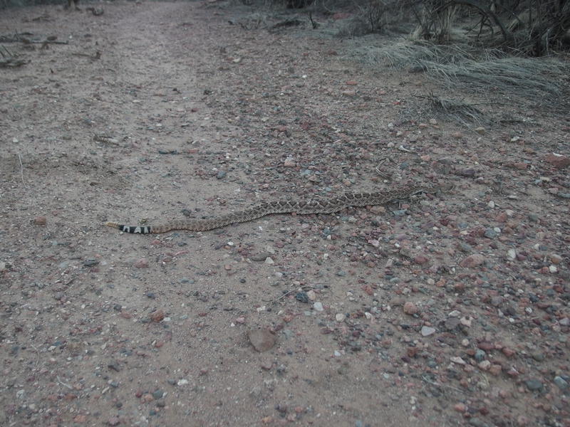 Sleepy snake on the path