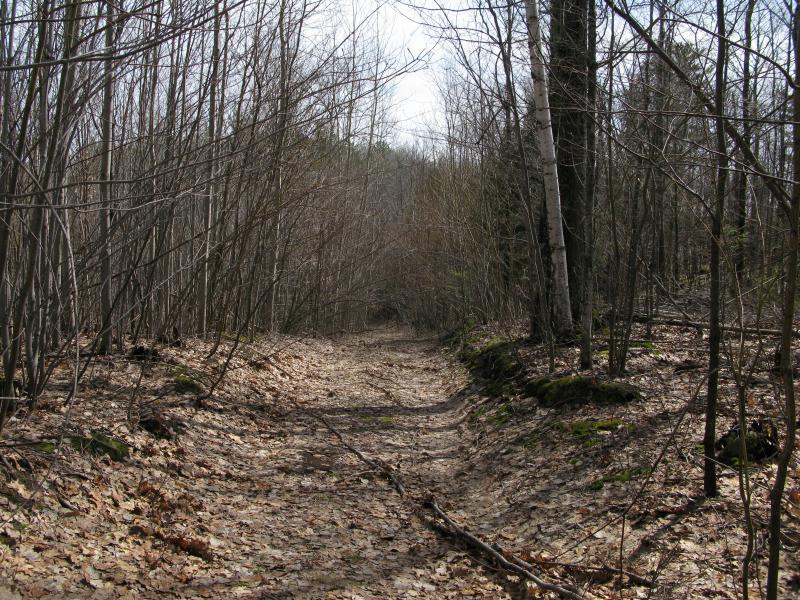 Quaint little track leading into the woods