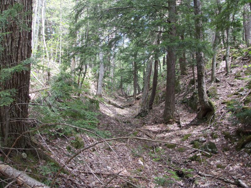 Ancient logging trail