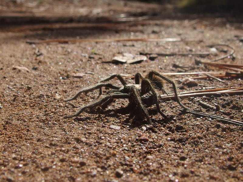 A little tarantula on the trail back